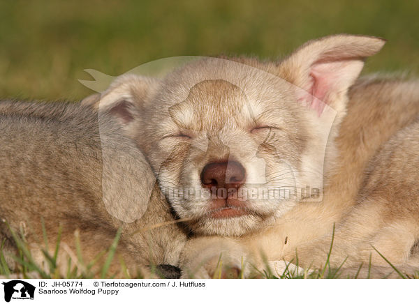 Saarloos Wolfdog Puppy / JH-05774