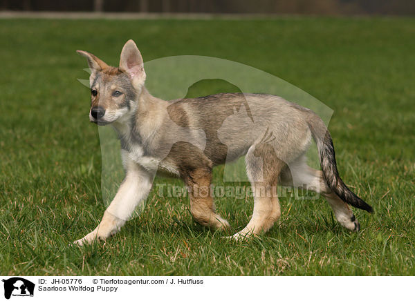Saarloos Wolfdog Puppy / JH-05776