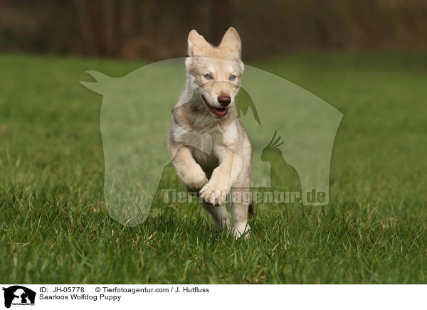 Saarloos Wolfdog Puppy / JH-05778