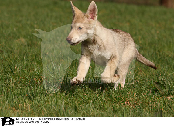 Saarloos Wolfdog Puppy / JH-05780