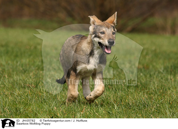 Saarloos Wolfdog Puppy / JH-05782