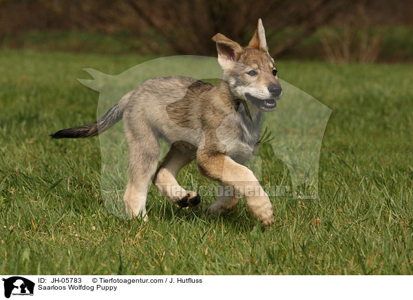 Saarloos Wolfdog Puppy / JH-05783