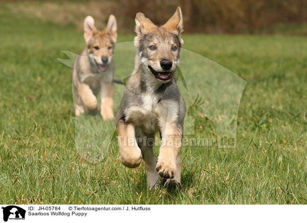 Saarloos Wolfdog Puppy / JH-05784