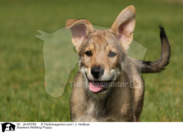 Saarloos Wolfdog Puppy / JH-05785