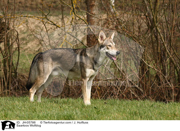 Saarloos Wolfdog / JH-05786