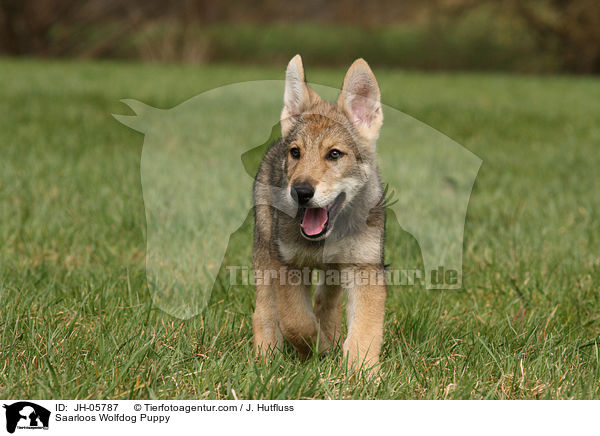 Saarloos Wolfdog Puppy / JH-05787