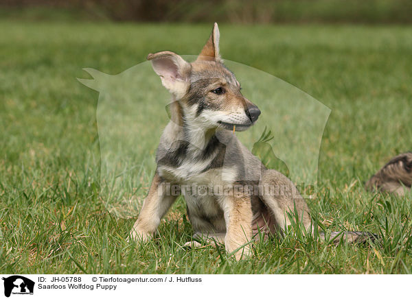 Saarloos Wolfdog Puppy / JH-05788