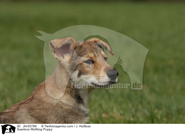 Saarloos Wolfdog Puppy / JH-05789