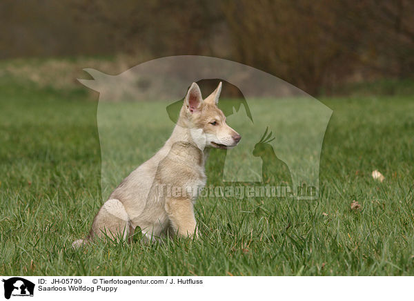 Saarloos Wolfdog Puppy / JH-05790