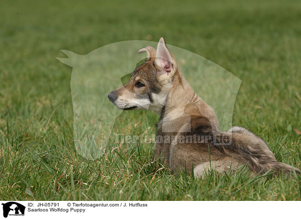 Saarloos Wolfdog Puppy / JH-05791