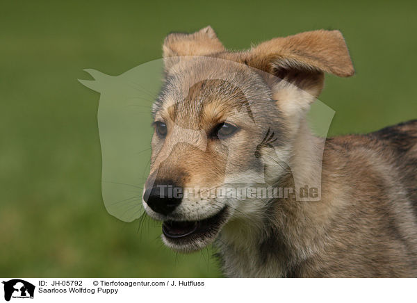 Saarloos Wolfdog Puppy / JH-05792