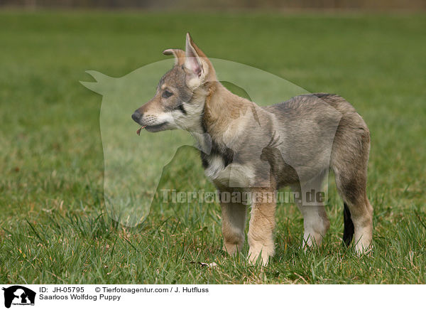 Saarloos Wolfdog Puppy / JH-05795