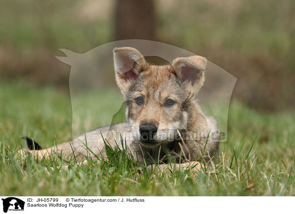 Saarloos Wolfdog Puppy / JH-05799