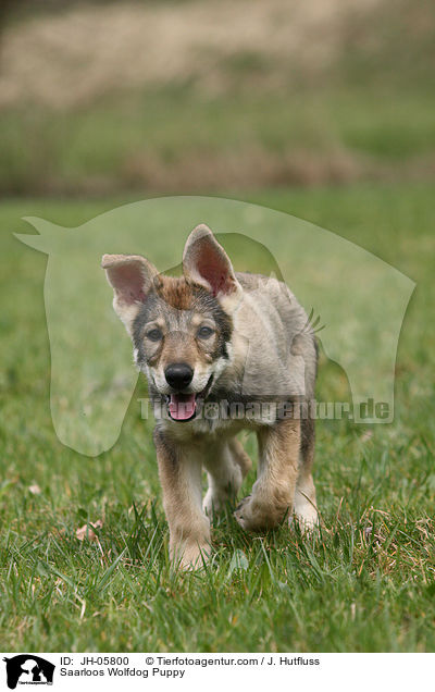 Saarloos Wolfdog Puppy / JH-05800
