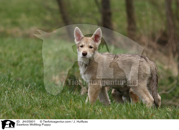 Saarloos Wolfdog Puppy / JH-05801