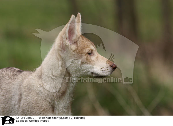 Saarloos Wolfdog Puppy / JH-05802