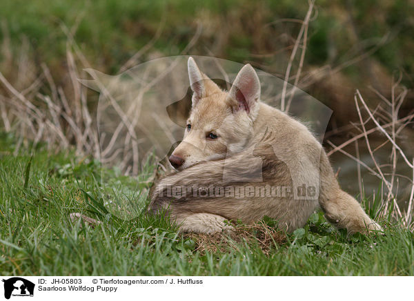 Saarloos Wolfdog Puppy / JH-05803