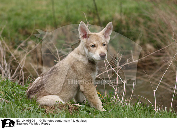 Saarloos Wolfdog Puppy / JH-05804