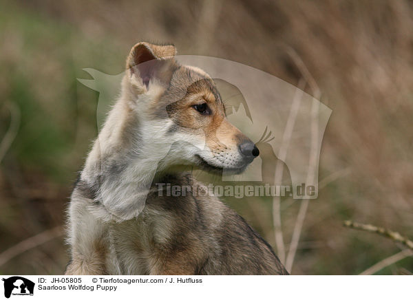 Saarloos Wolfdog Puppy / JH-05805