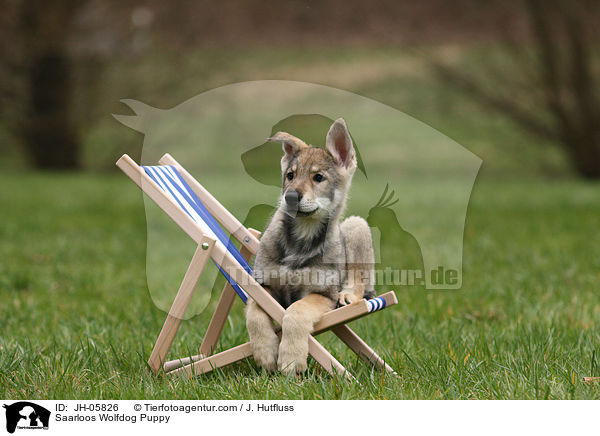 Saarloos Wolfdog Puppy / JH-05826