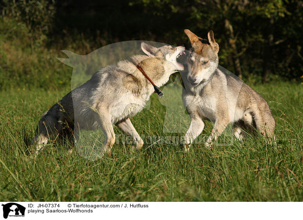 playing Saarloos-Wolfhonds / JH-07374