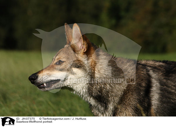 Saarloos-Wolfhond portrait / JH-07375