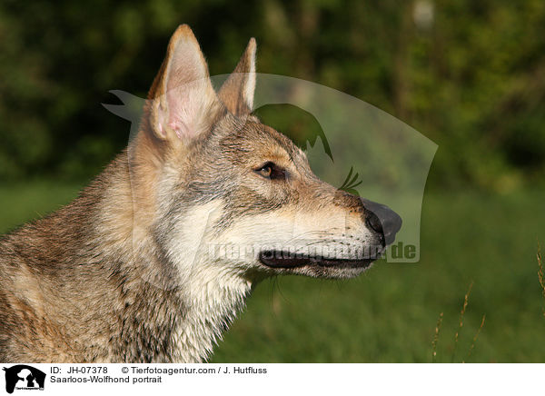 Saarloos-Wolfhond portrait / JH-07378