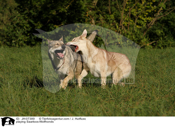 playing Saarloos-Wolfhonds / JH-07389