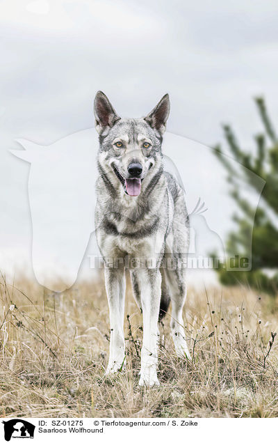 Saarloos Wolfhound / SZ-01275