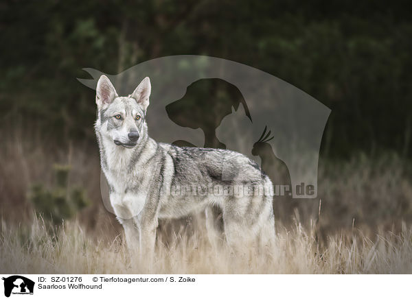 Saarloos Wolfhound / SZ-01276