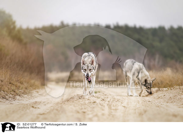 Saarloos Wolfhound / SZ-01277
