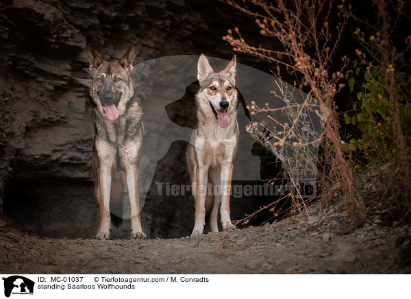 standing Saarloos Wolfhounds / MC-01037