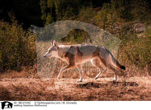 walking Saarloos Wolfhound / MC-01040