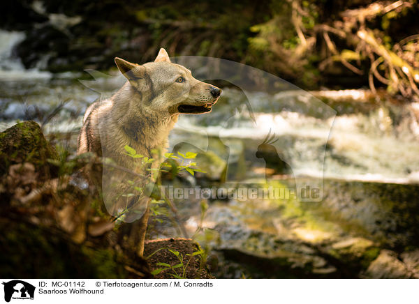 Saarloos Wolfhound / MC-01142