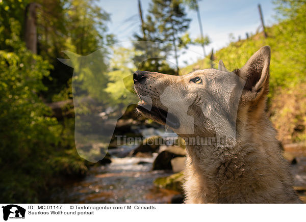 Saarloos Wolfhound portrait / MC-01147