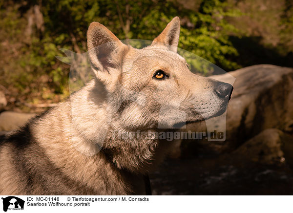 Saarloos Wolfhound portrait / MC-01148