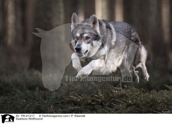 Saarloos Wolfhound / PK-01311