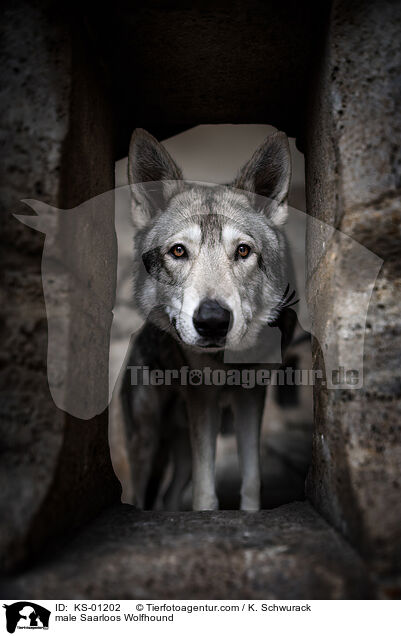 male Saarloos Wolfhound / KS-01202