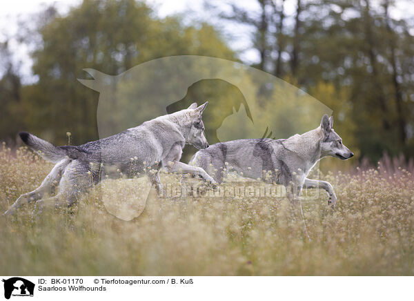 Saarloos Wolfhounds / BK-01170