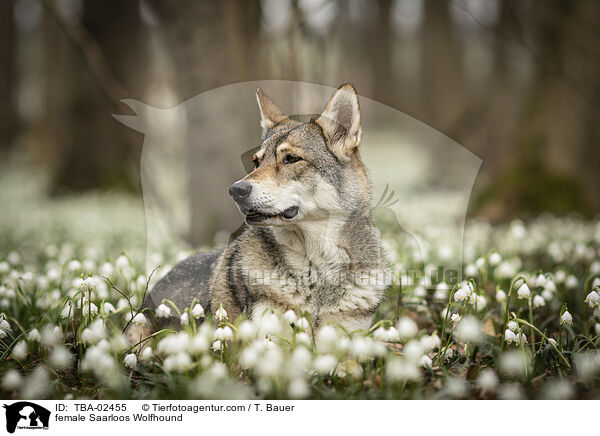 female Saarloos Wolfhound / TBA-02455