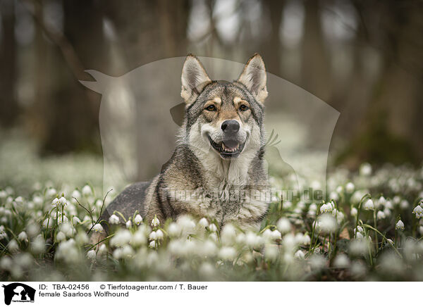 female Saarloos Wolfhound / TBA-02456