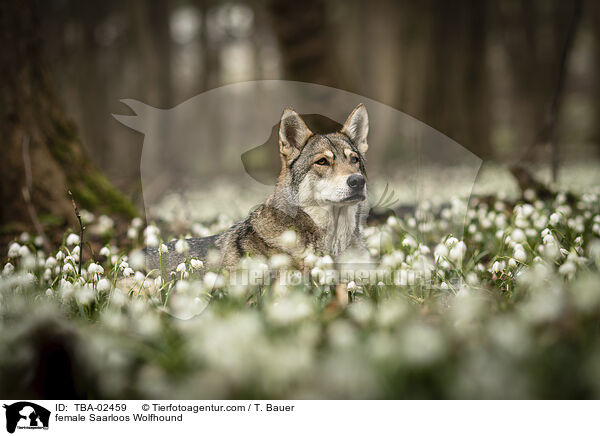 female Saarloos Wolfhound / TBA-02459