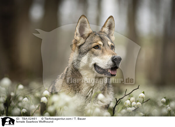 female Saarloos Wolfhound / TBA-02461