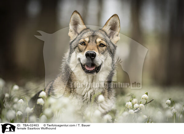 female Saarloos Wolfhound / TBA-02463