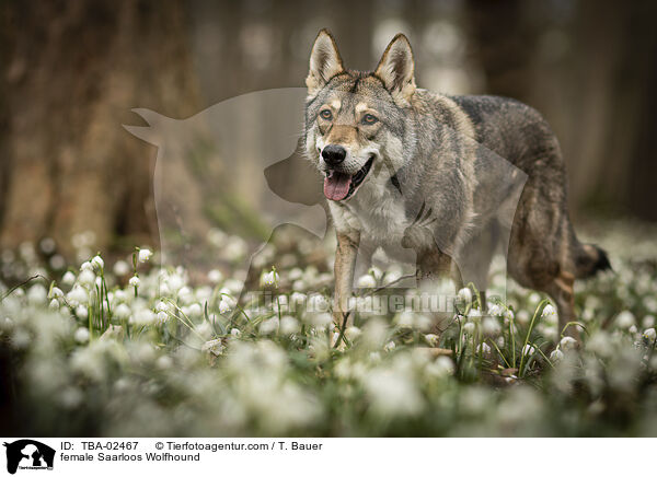 female Saarloos Wolfhound / TBA-02467