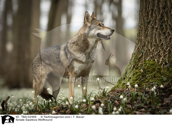 female Saarloos Wolfhound / TBA-02469