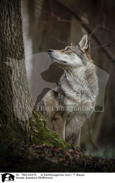 female Saarloos Wolfhound / TBA-02470