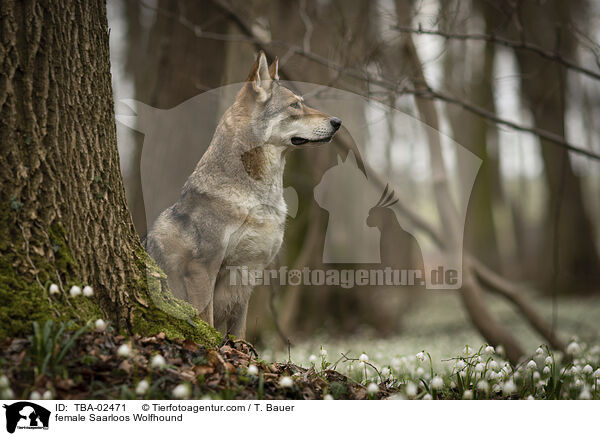 female Saarloos Wolfhound / TBA-02471