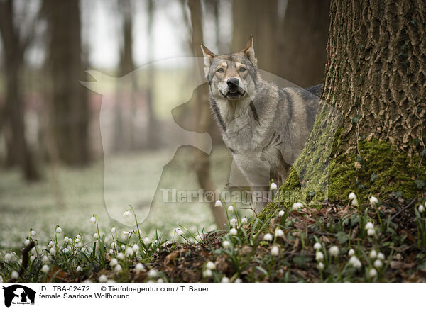 female Saarloos Wolfhound / TBA-02472