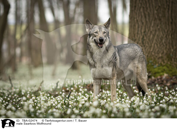 male Saarloos Wolfhound / TBA-02474
